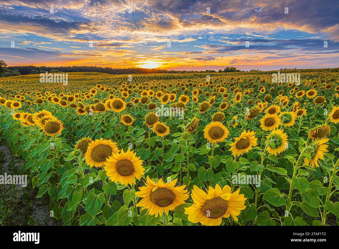 Campo di girasoli in estate. Paesaggio al tramonto. Un campo con raccolti in fiore la sera. File piene di girasoli con fiori gialli aperti Foto Stock Campo di girasoli in estate. Paesaggio al tramonto. Un campo con raccolti in fiore la sera. File piene di girasoli con fiori gialli aperti Foto Stock