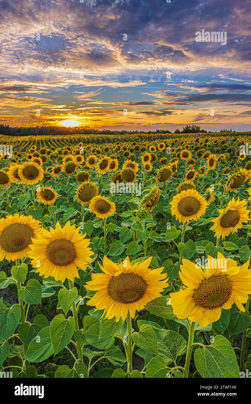 In estate ci sono molti girasoli. Paesaggio di un campo pieno di fiori al tramonto. Un campo con raccolti in fiore la sera. File complete di girasoli con Foto Stock In estate ci sono molti girasoli. Paesaggio di un campo pieno di fiori al tramonto. Un campo con raccolti in fiore la sera. File complete di girasoli con Foto Stock