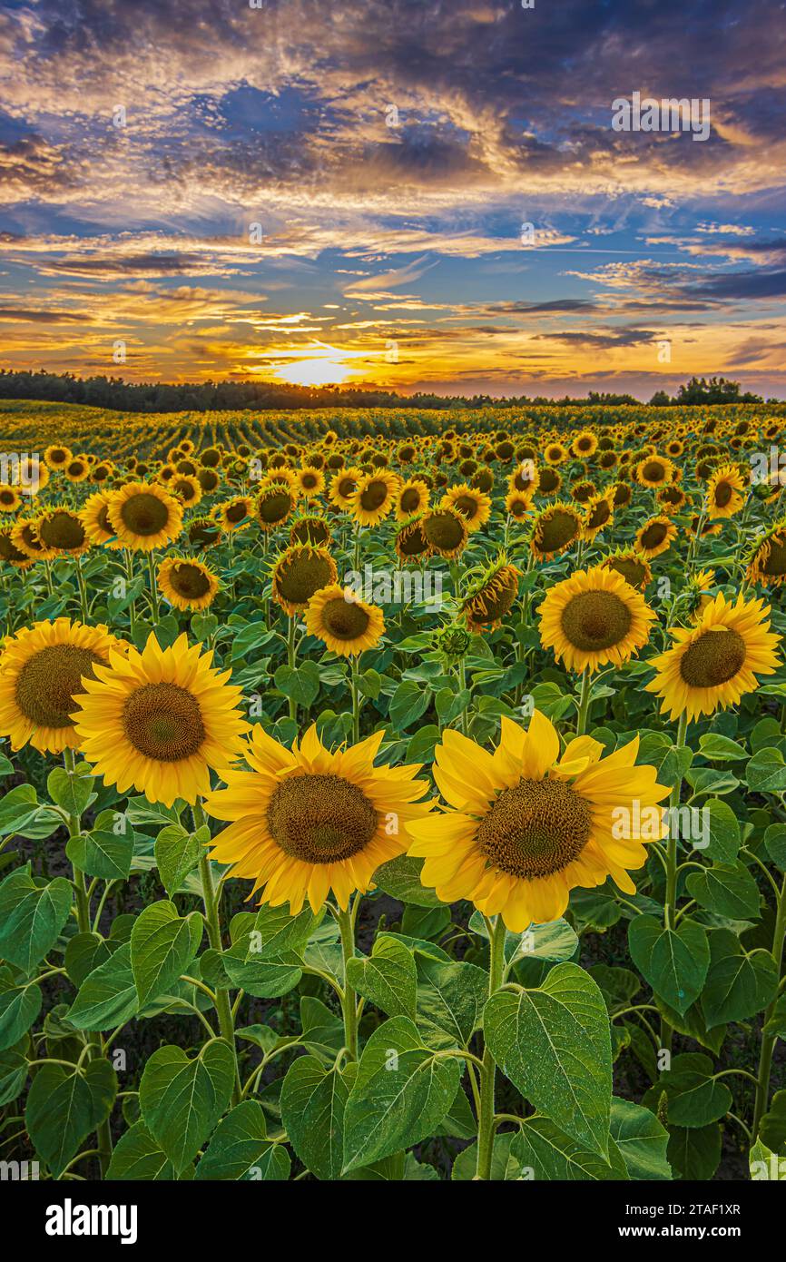 Tramonti estivi su un campo di girasoli. In estate ci sono molti girasoli. Paesaggio di un campo pieno di fiori all'ora della fioritura in serata. Foto Stock Tramonti estivi su un campo di girasoli. In estate ci sono molti girasoli. Paesaggio di un campo pieno di fiori all'ora della fioritura in serata. Foto Stock