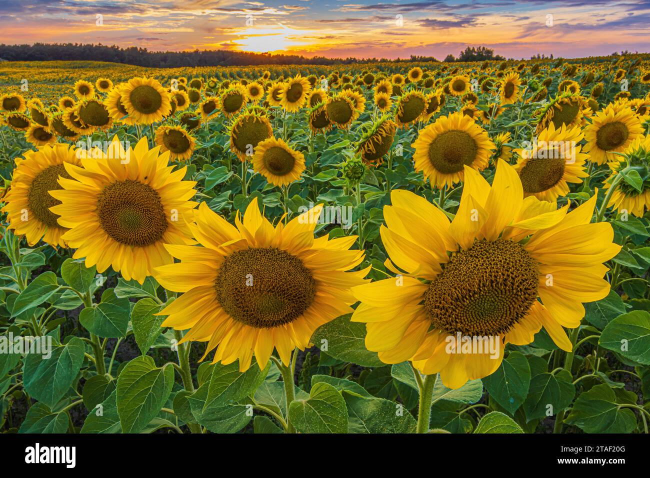 I girasoli in fiore la sera d'estate. Tramonto su un campo pieno di colture. Fiori con fiori gialli e semi di girasole all'interno dei fiori. Foto Stock I girasoli in fiore la sera d'estate. Tramonto su un campo pieno di colture. Fiori con fiori gialli e semi di girasole all'interno dei fiori. Foto Stock