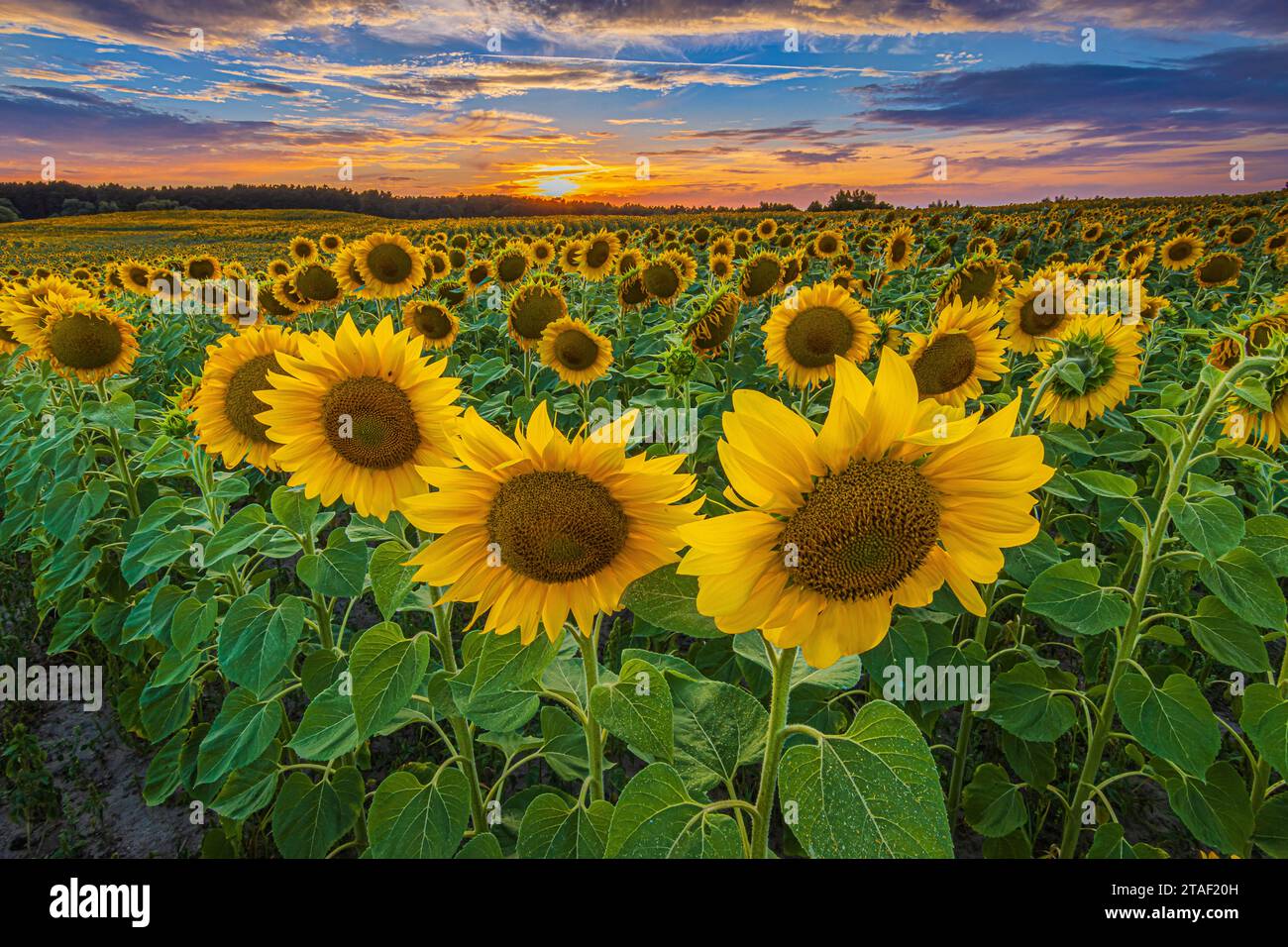 Tramonto con girasoli in fiore in estate. Atmosfera serale con forti nuvole su un campo pieno di colture. Fiori con fiori gialli Foto Stock Tramonto con girasoli in fiore in estate. Atmosfera serale con forti nuvole su un campo pieno di colture. Fiori con fiori gialli Foto Stock