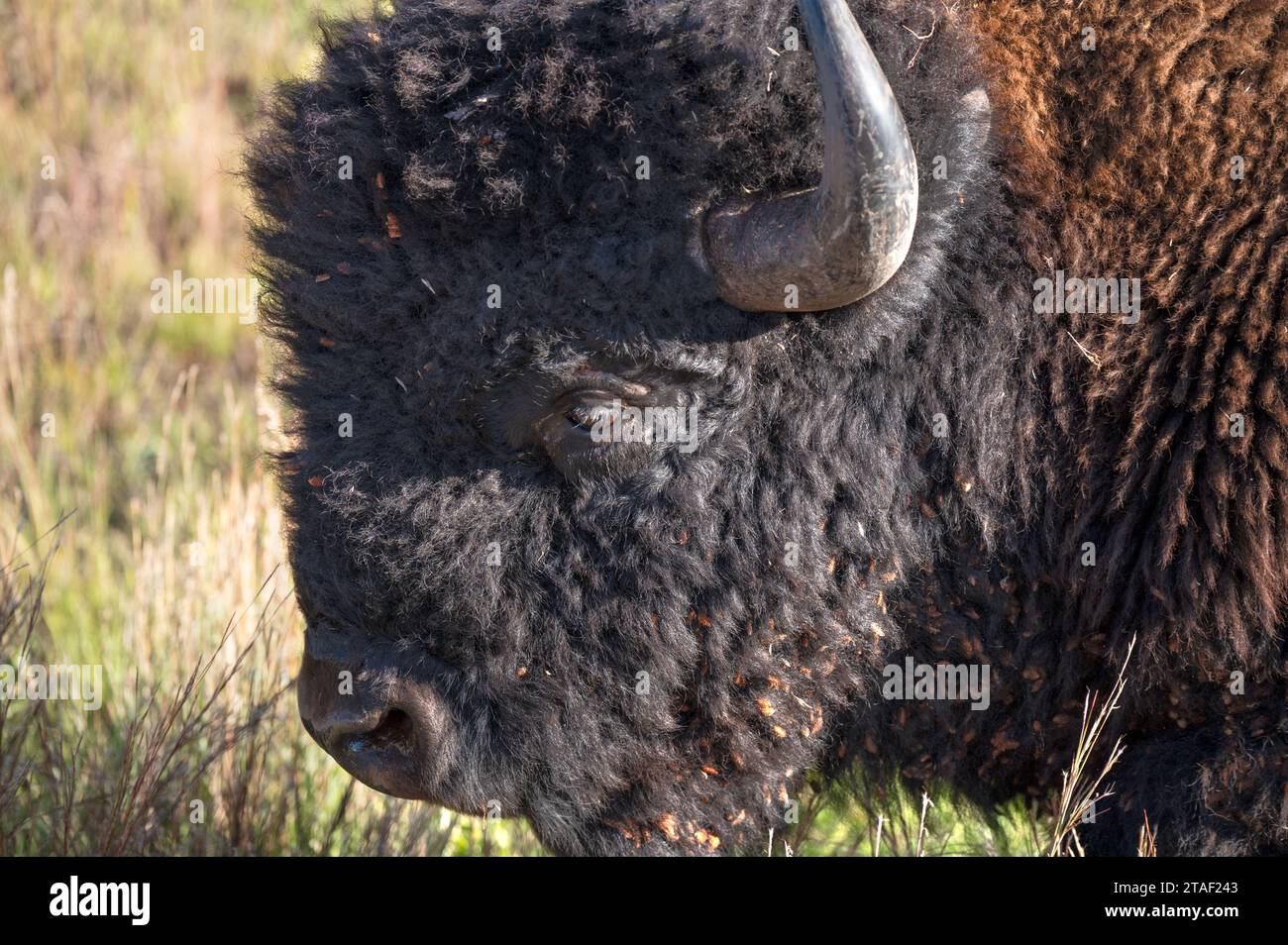 Profilo di un bufalo nel parco nazionale di Yellowstone Foto Stock