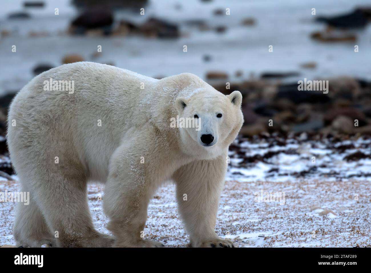 Orso polare a piedi vicino a Churchill, Canada. Foto Stock