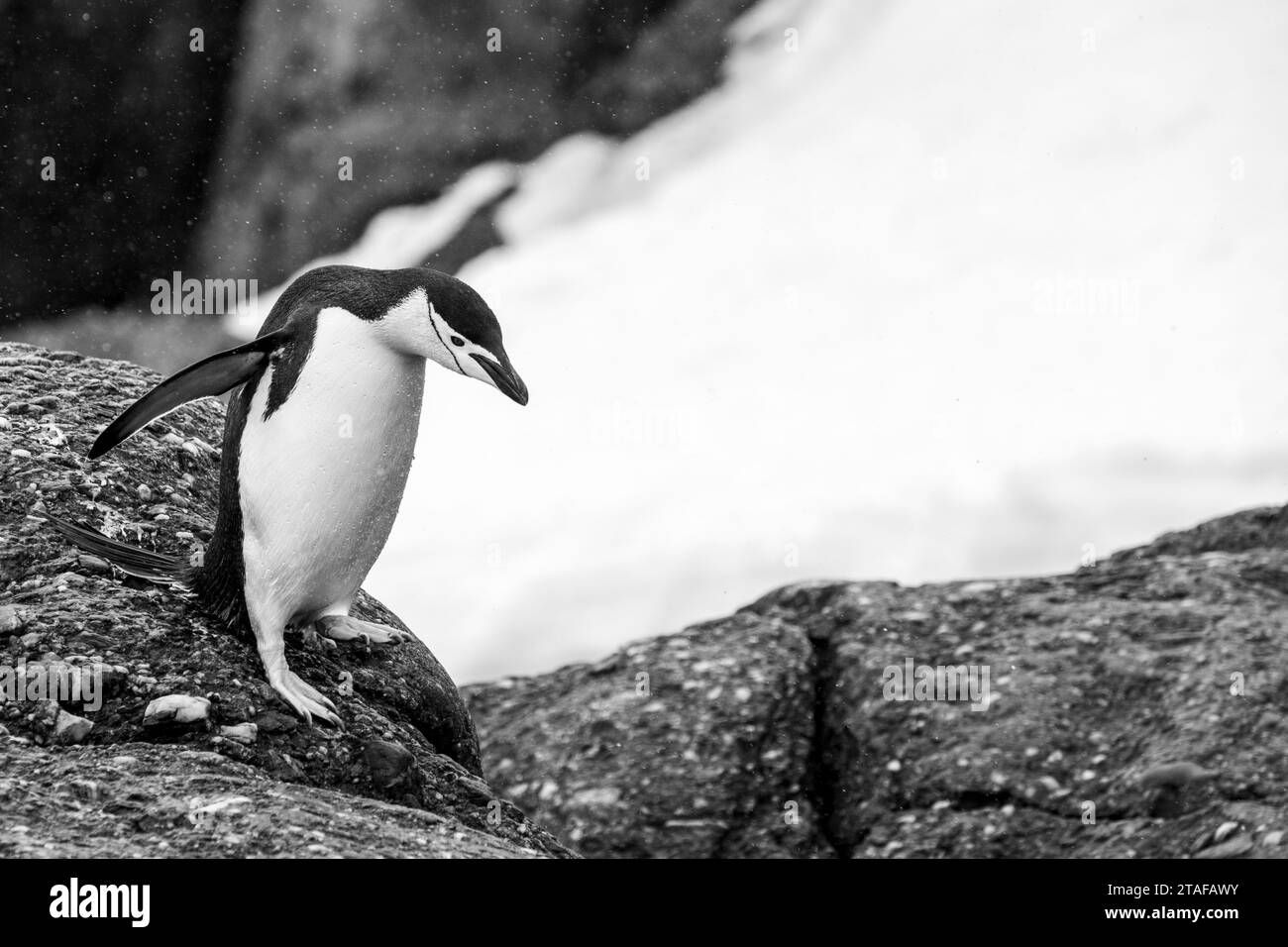 Antartide, Isole Orcadi meridionali, Isola dell'Incoronazione. Pinguino Chinstrap (SELVATICO: Pygoscelis antarctica) Foto Stock