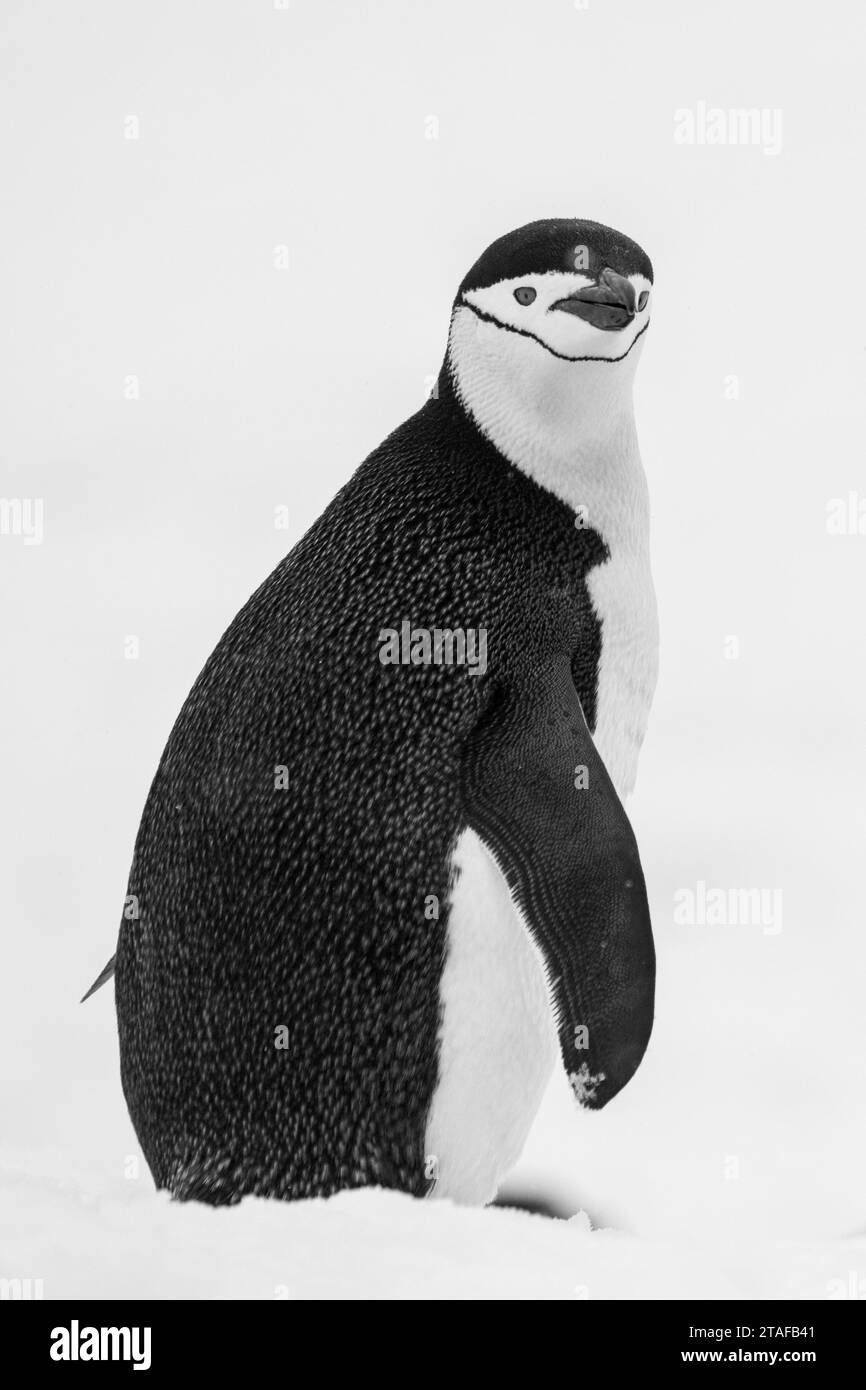Antartide, Isole Orcadi meridionali, Isola dell'Incoronazione. Pinguino Chinstrap (SELVATICO: Pygoscelis antarctica) Foto Stock
