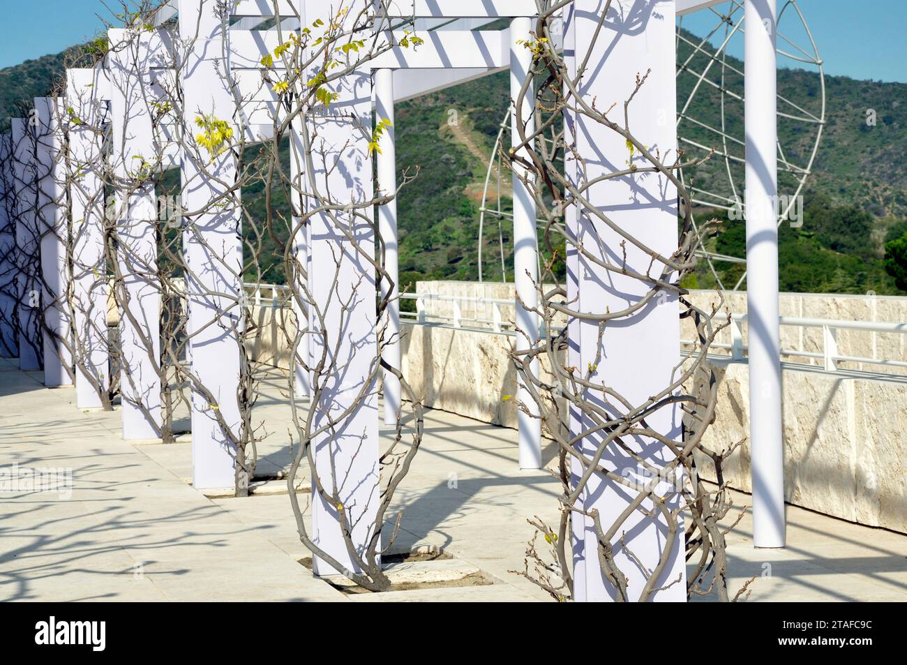 Le vigne di glicine eriche ermeticamente potate si arrampicano su un pergolato contemporaneo al Getty Museum di Los Angeles, California. Foto Stock