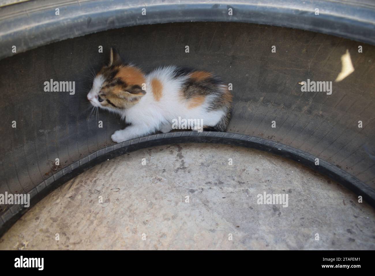 Un piccolo gattino abbandonato, randagio, senzatetto, seduto all'interno di una gomma Foto Stock