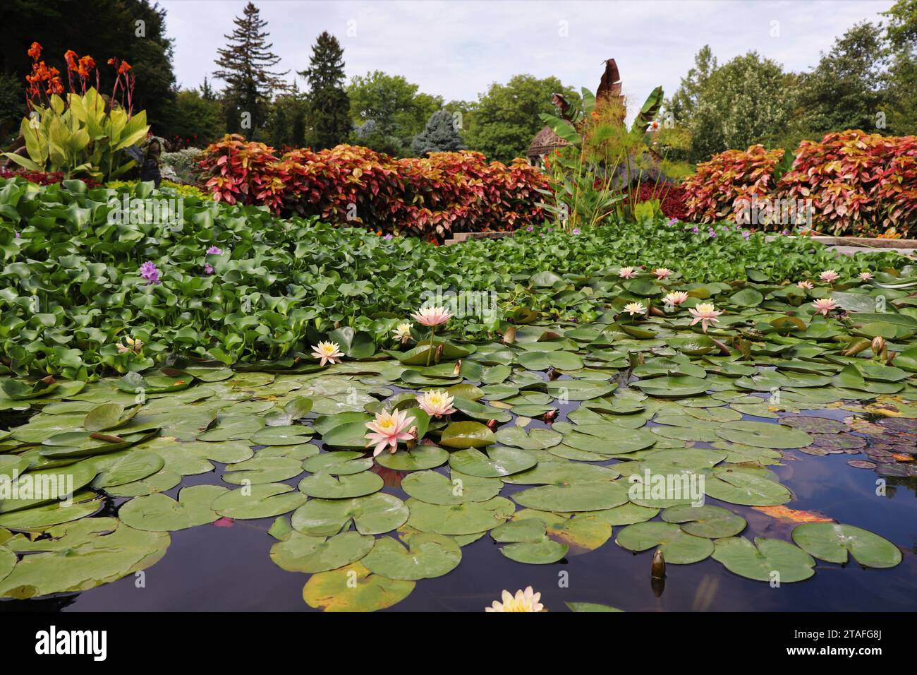 Lily Pads su un lago Foto Stock