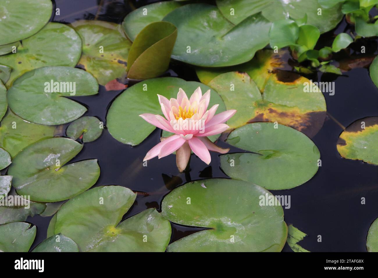 Lily Pads con Bloom Foto Stock