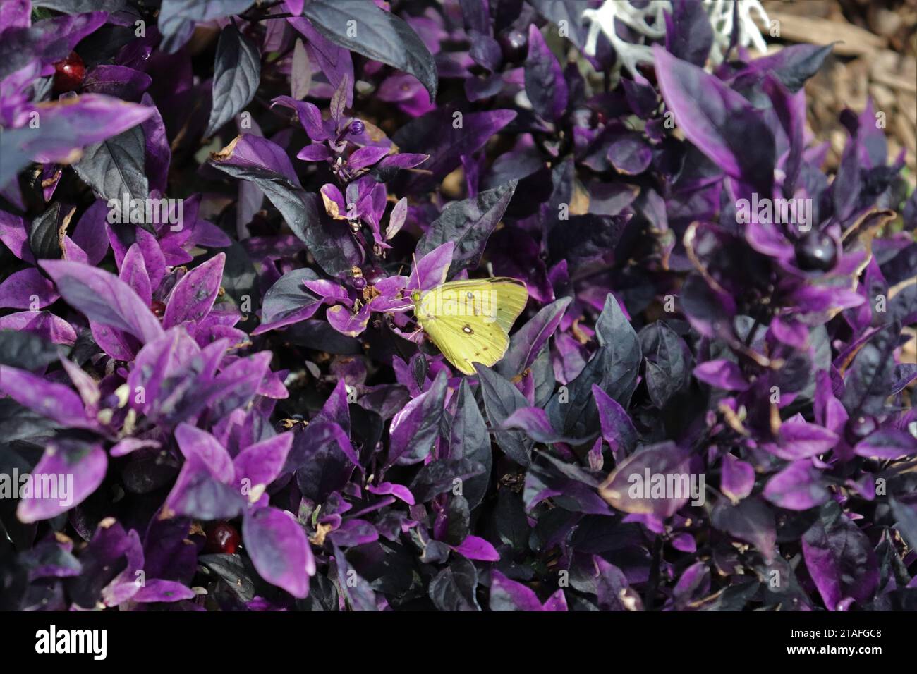 Zolfo nuvoloso sul Redbloom orientale Foto Stock