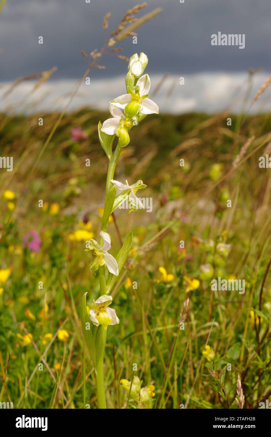 Ophrys apifera var. Clorantha 'Bee Orchid' - Warren House Gill Local Nature Reserve Foto Stock