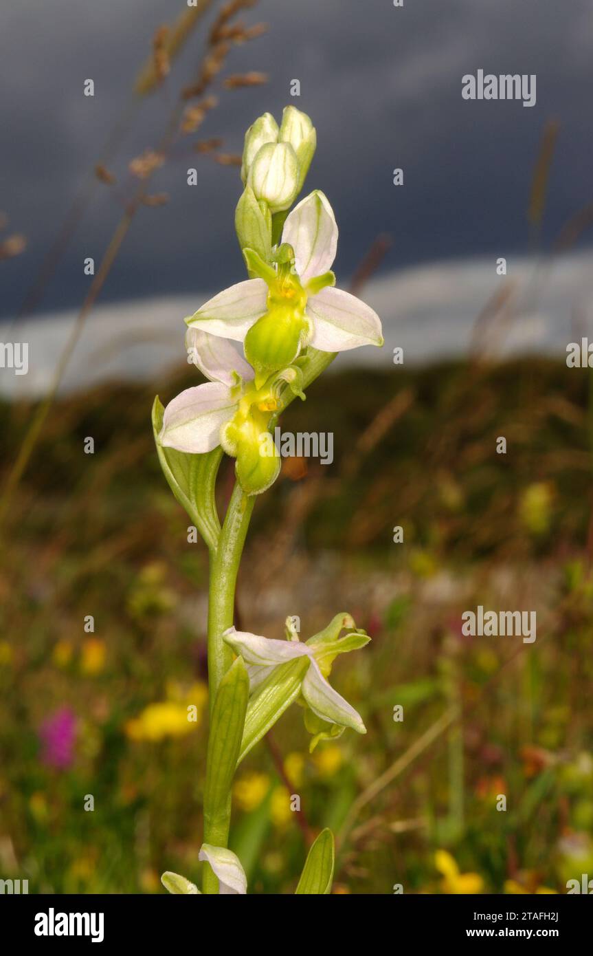 Ophrys apifera var. Clorantha 'Bee Orchid' - Warren House Gill Local Nature Reserve Foto Stock