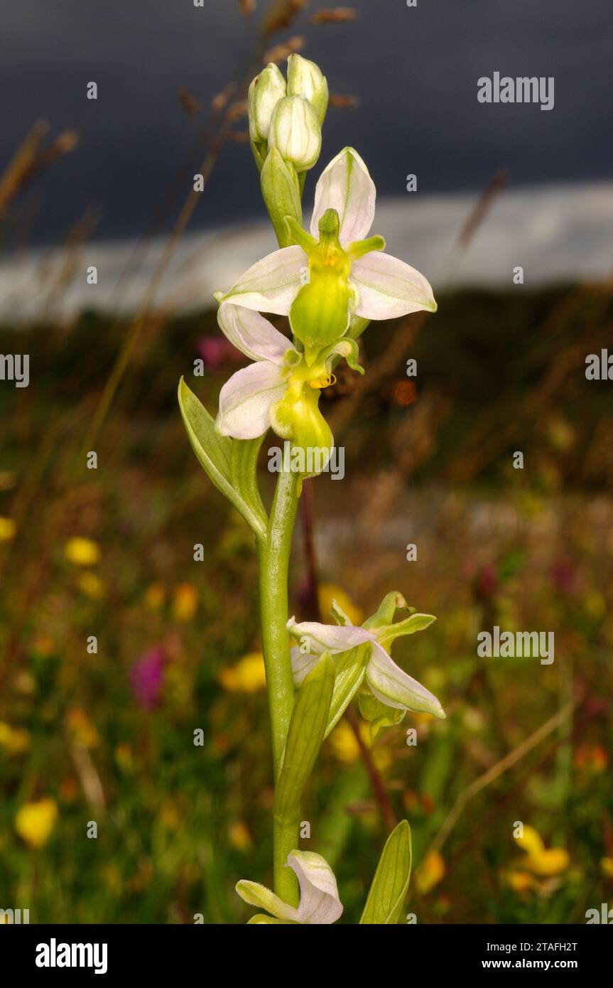 Ophrys apifera var. Clorantha 'Bee Orchid' - Warren House Gill Local Nature Reserve Foto Stock