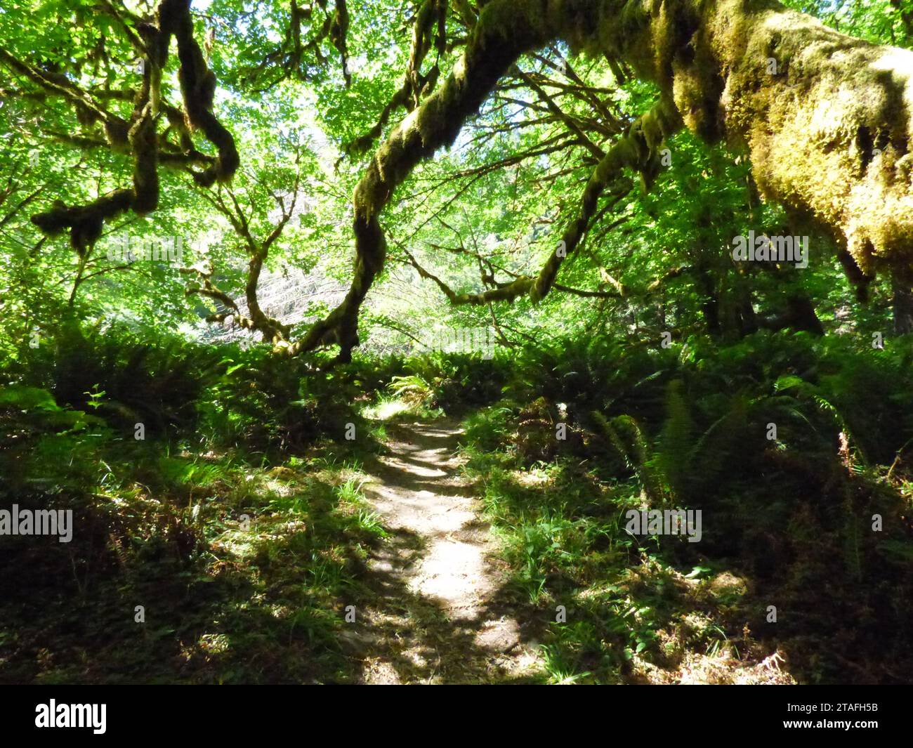 Erie Trail in una foresta incantata Foto Stock