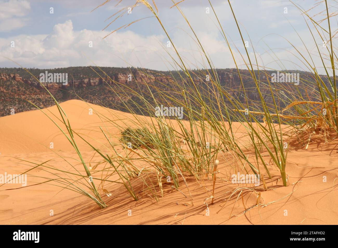 Coral Pink dune di sabbia Foto Stock