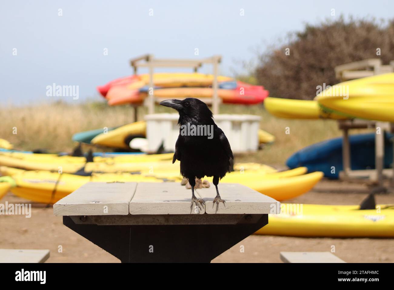 Raven Beachside con kayak Foto Stock