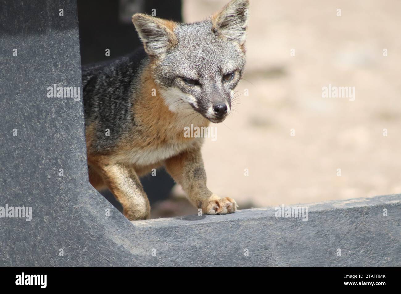 Island Fox a un picnic Foto Stock