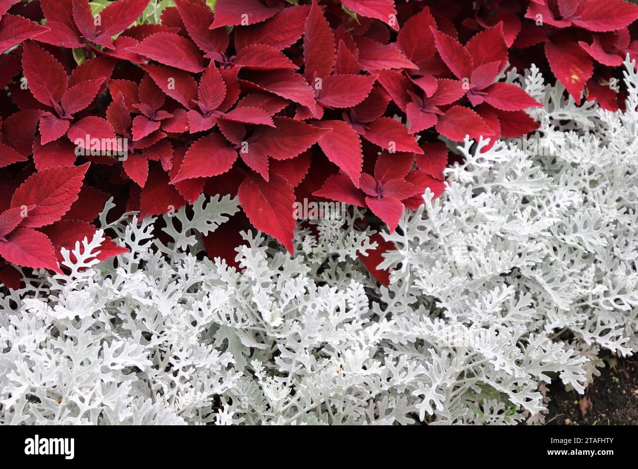 Red Coleus e White Dusty Miller Foto Stock