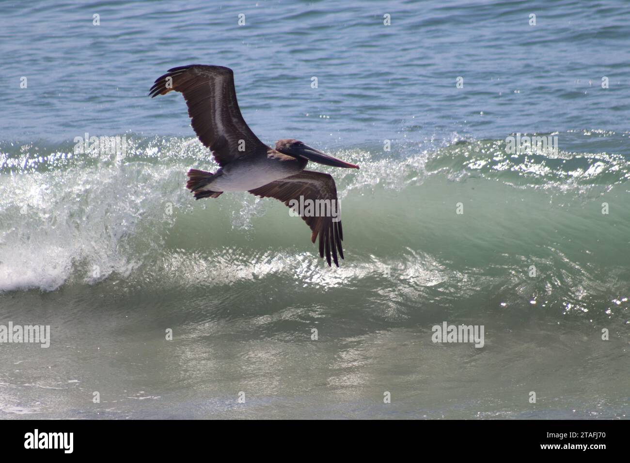 Pelican sorvola Pacific Waves Foto Stock