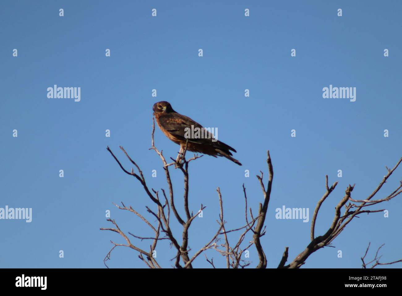 Bird of Prey arroccato sul ramo Foto Stock