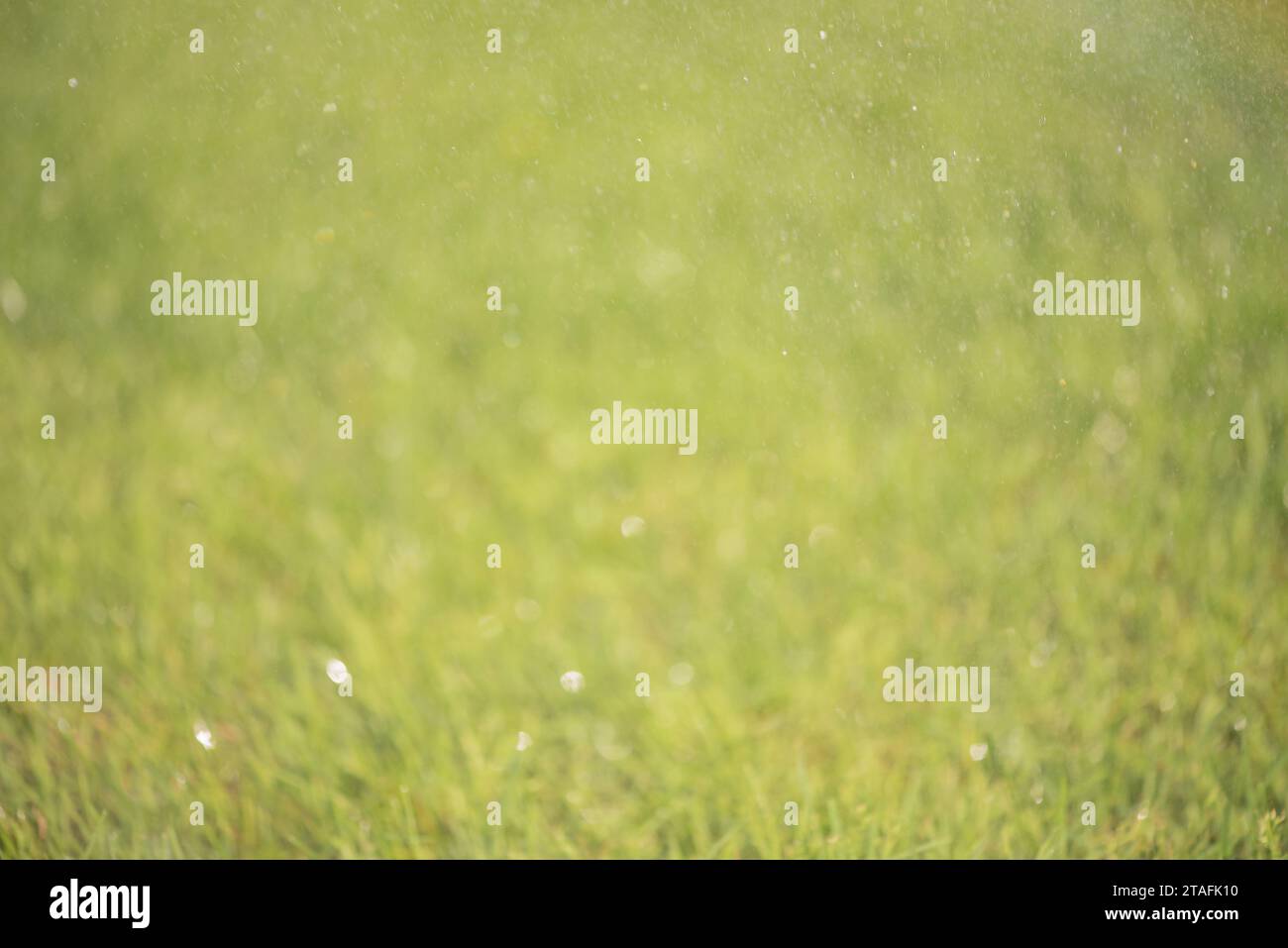 Sfocatura erba verde chiaro, bokeh. Foto sfocata di un prato con goccioline d'acqua volanti. Foto Stock