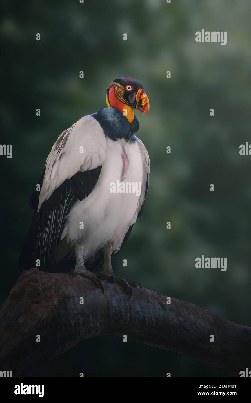 Avvoltoio re colorato (Sarcoramphus papa) Foto Stock