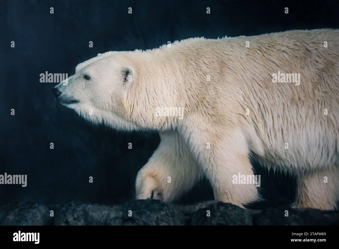 Bellissimo orso polare (Ursus maritimus) Foto Stock