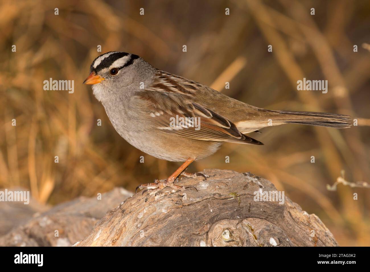 Sparrow, Bosque del Apache National Wildlife Refuge, nuovo Messico Foto Stock