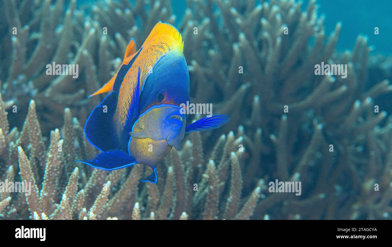 Il pesce Angelfish dalla cinta blu o il maestoso pesce angelo nuotano sui coralli di Bali Foto Stock