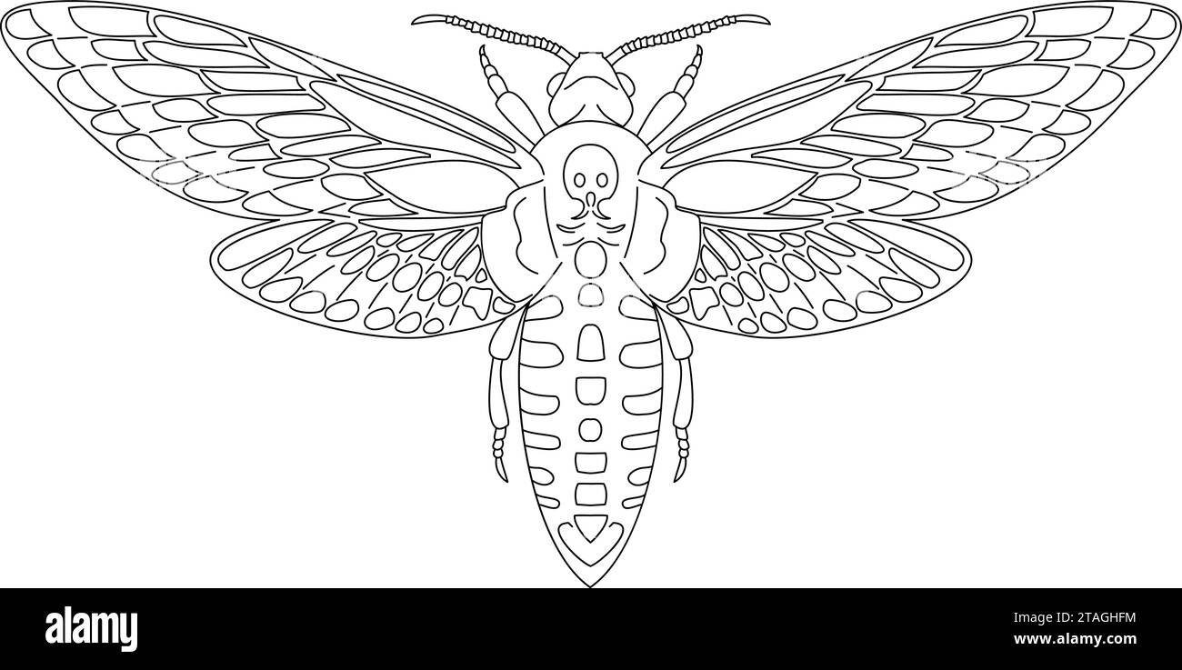 Farfalla falco falco testa di morte, acerontia atropos da contorno nero curve linee su sfondo bianco. Illustrazione vettoriale. Illustrazione Vettoriale