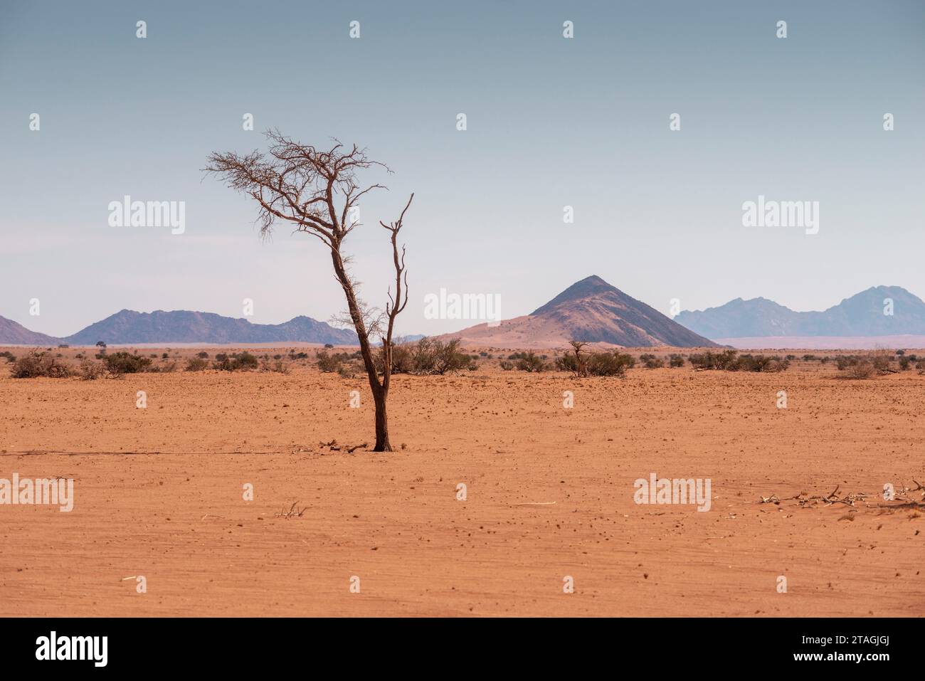 Albero solitario nel deserto del Namib durante la stagione secca Foto Stock