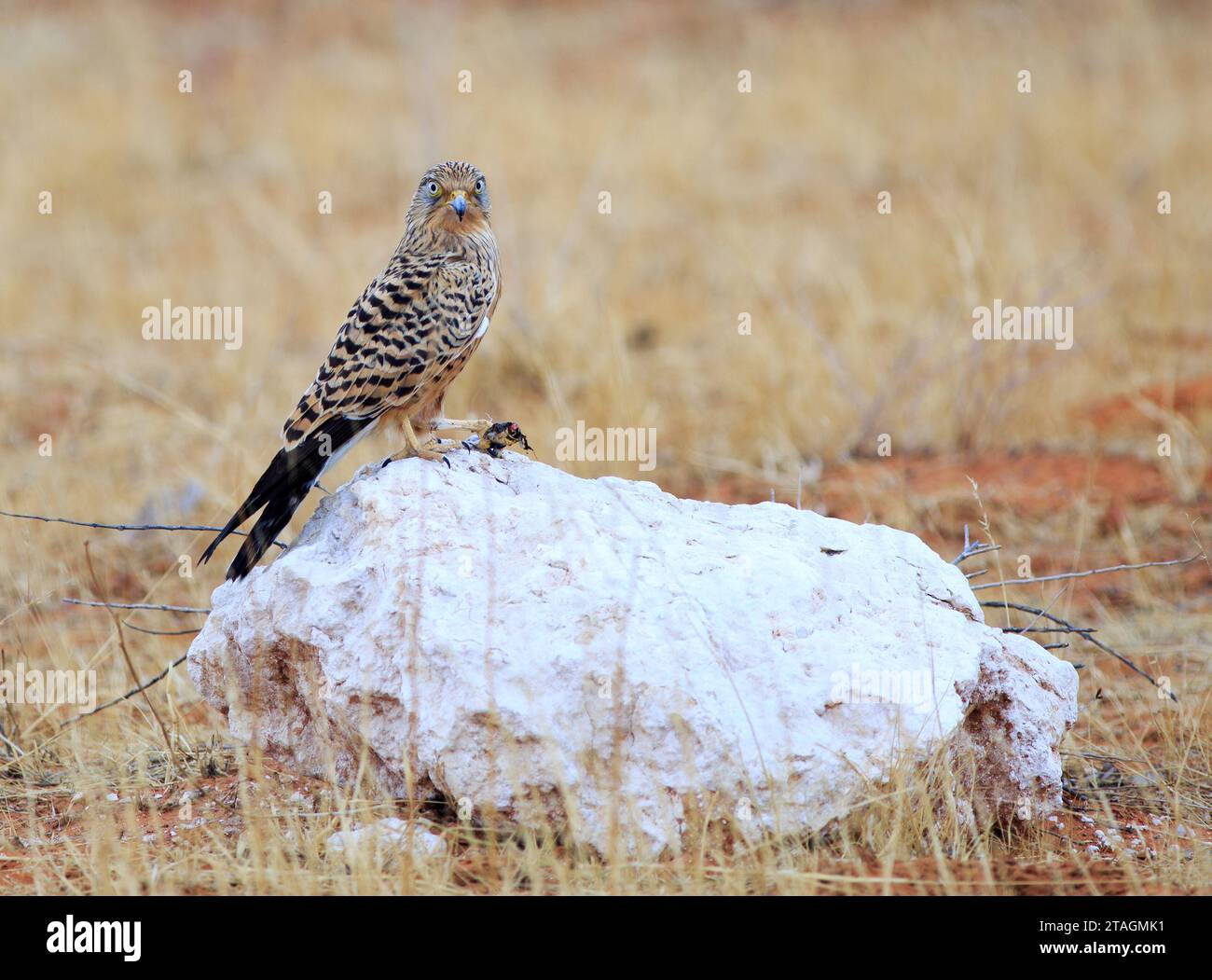 Greater Kestrel arroccato su un masso con un serpente morto nei suoi taloni, guardando direttamente nella fotocamera Foto Stock