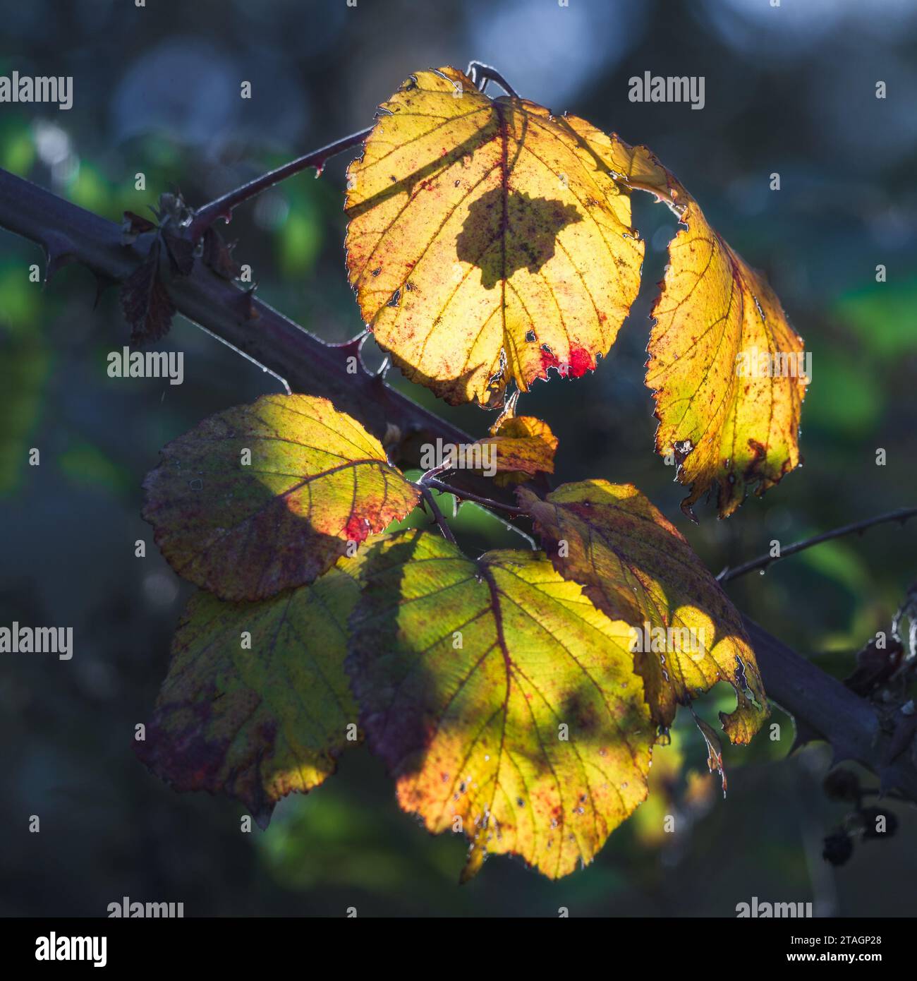Natura retroilluminata Foto Stock
