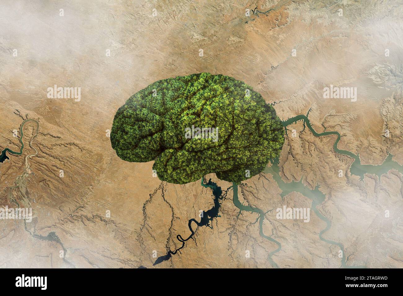 Foreste a forma di cervello nel deserto, vista aerea. Pensare e riscaldamento globale, concetto. Idea creativa e crescita delle piante verdi. Cervello sano e pensiero Foto Stock