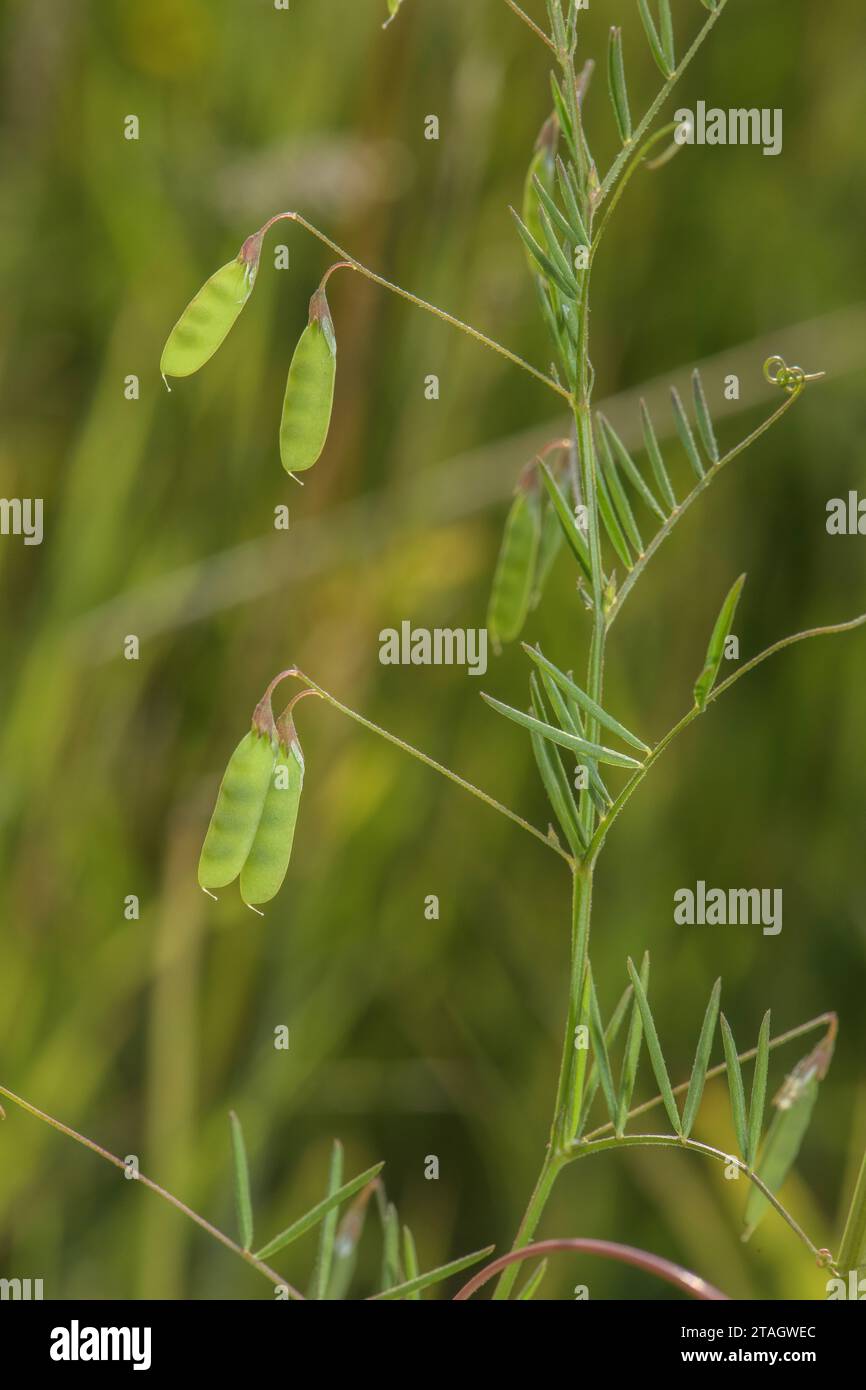 Tare liscia, Vicia tetrasperma, in frutta, in prati ruvidi. Foto Stock