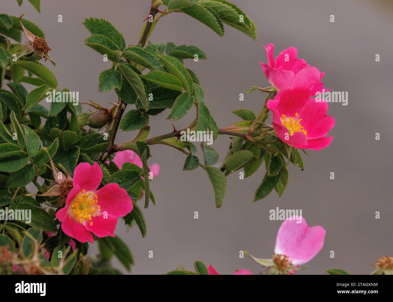 La rosa nera di Sherard, Rosa sherardii, in fiore nella Spey Valley, in Scozia. Foto Stock
