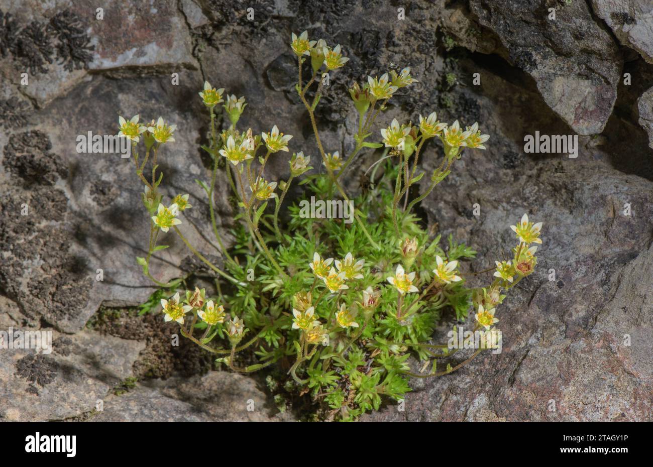 Saxifrage di Hariot, Saxifraga hariotii in fiore nei Pirenei. Raro endemico. Foto Stock