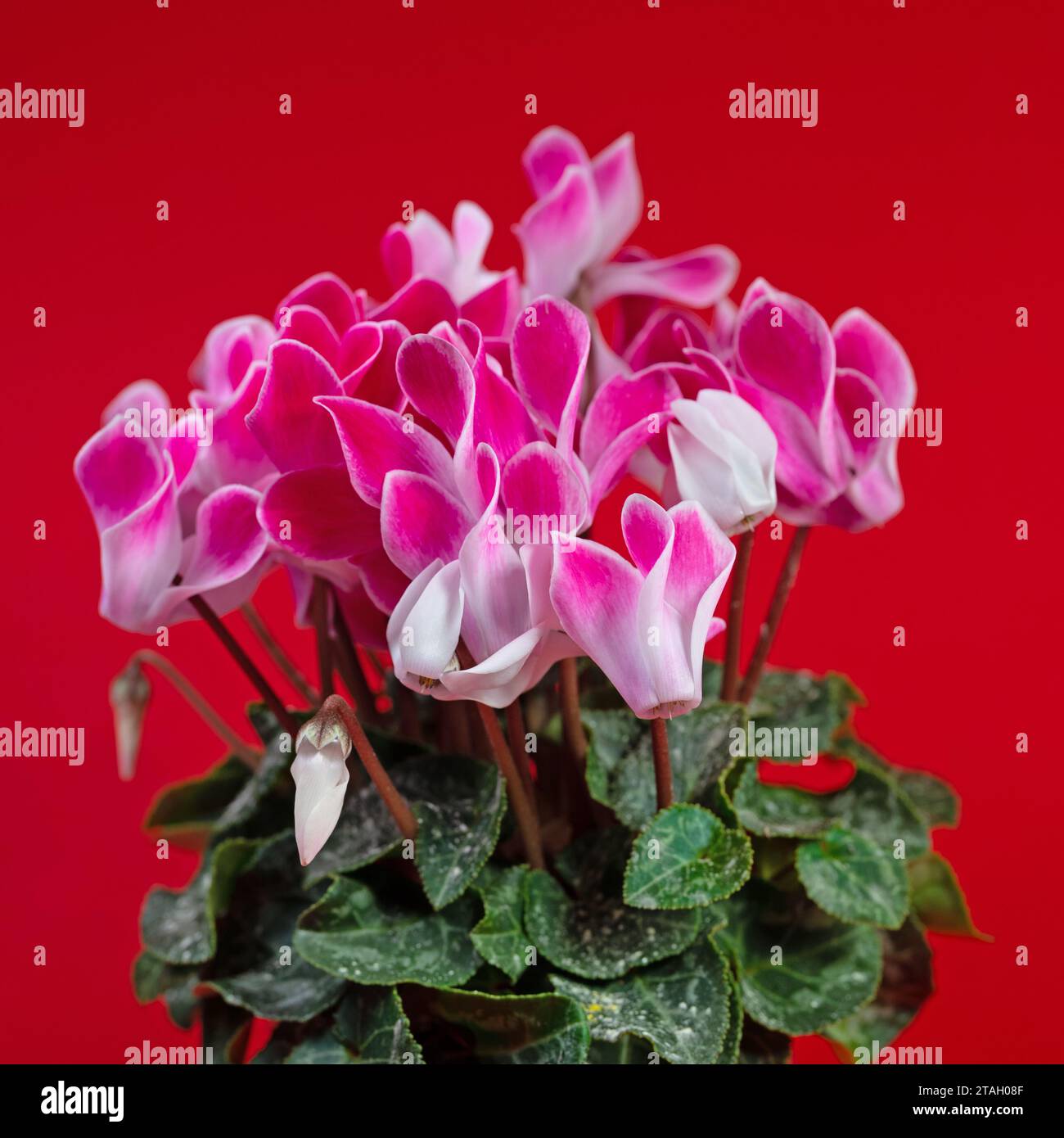 Ciclamino, ciclamino pericum, su sfondo rosso Foto Stock