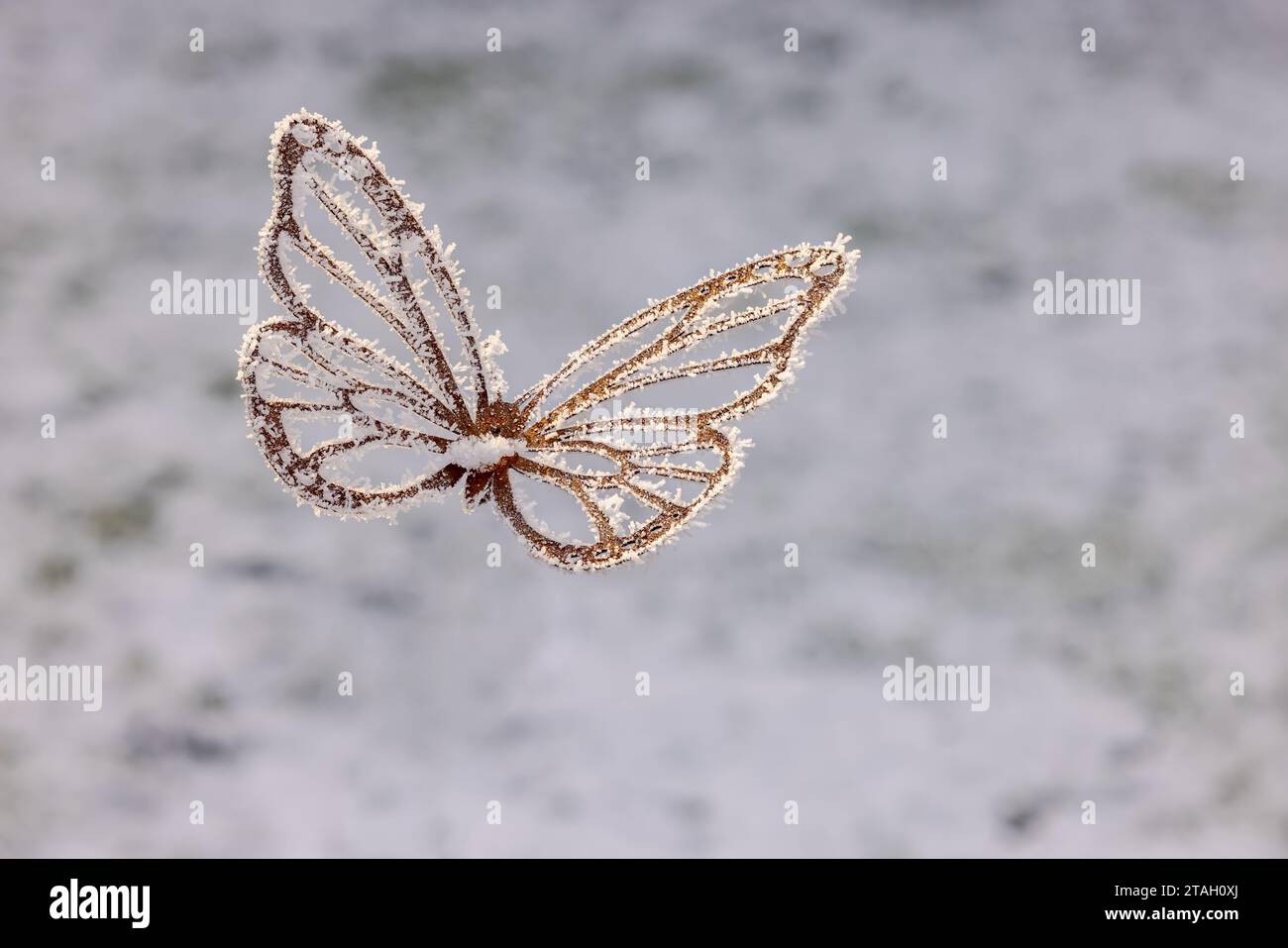 Farfalla di metallo che si libra e vola in giardino con cristalli di ghiaccio e neve in inverno nel giardino Foto Stock