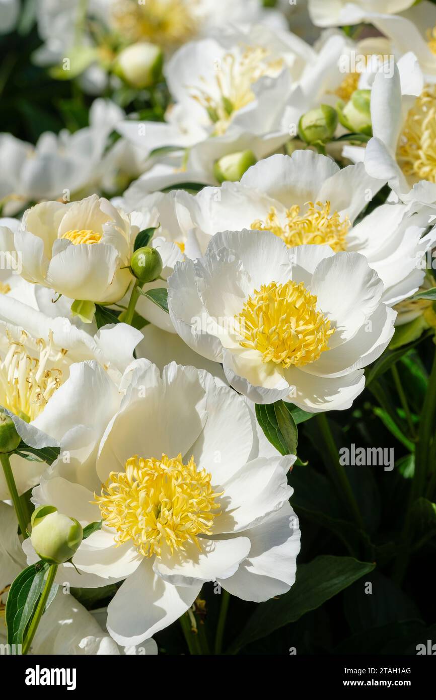 Paeonia lactiflora bianco stropicciato, grandi fiori bianchi singoli a forma di tazza, petali stropicciati Foto Stock