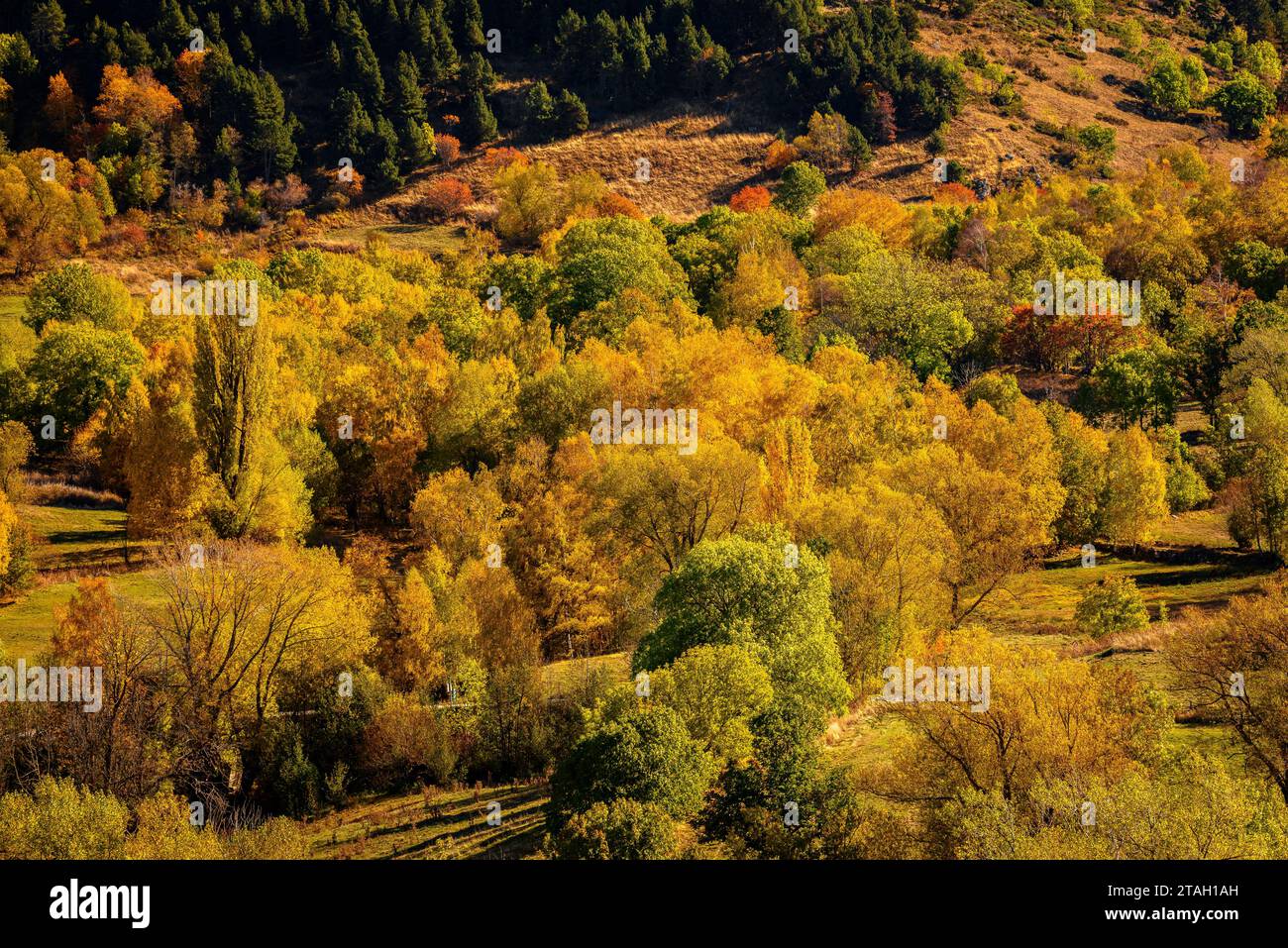 Foreste dai colori autunnali all'inizio della valle dell'Eyne (Haute Cerdagne, Pyrénées-Orientales, Occitania, Francia, Pirenei) Foto Stock