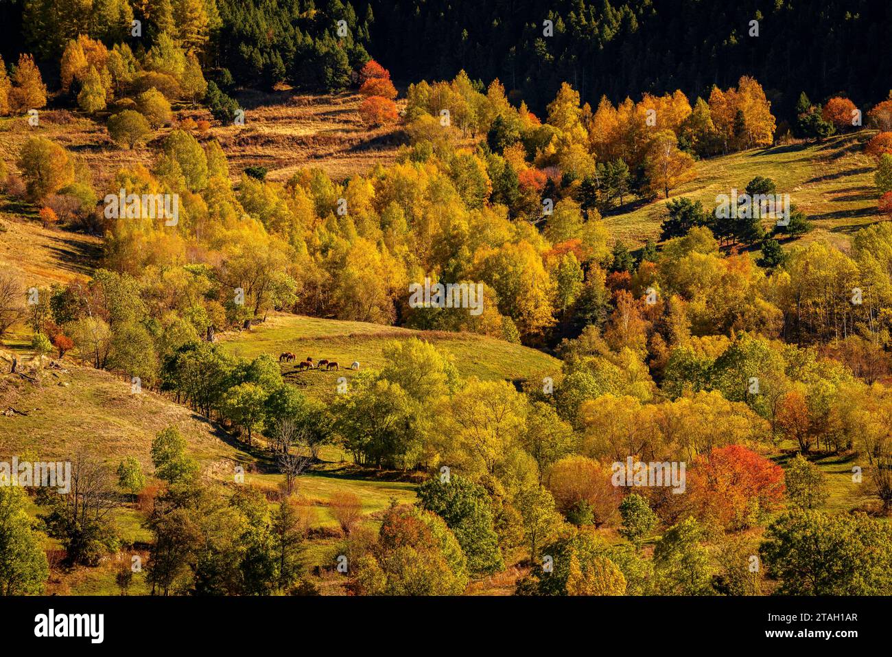 Foreste dai colori autunnali all'inizio della valle dell'Eyne (Haute Cerdagne, Pyrénées-Orientales, Occitania, Francia, Pirenei) Foto Stock