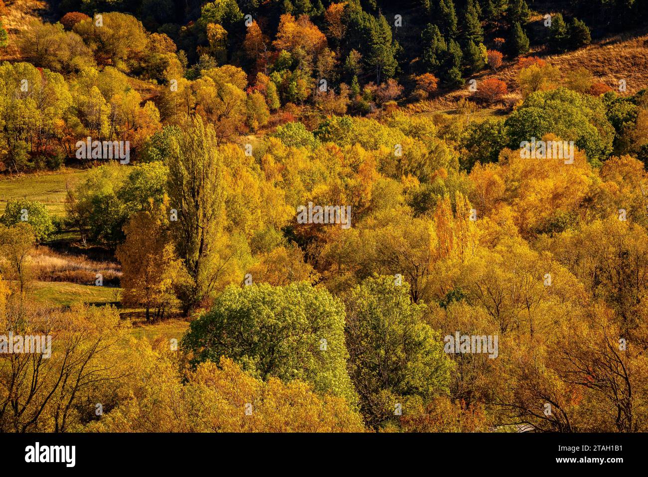 Foreste dai colori autunnali all'inizio della valle dell'Eyne (Haute Cerdagne, Pyrénées-Orientales, Occitania, Francia, Pirenei) Foto Stock