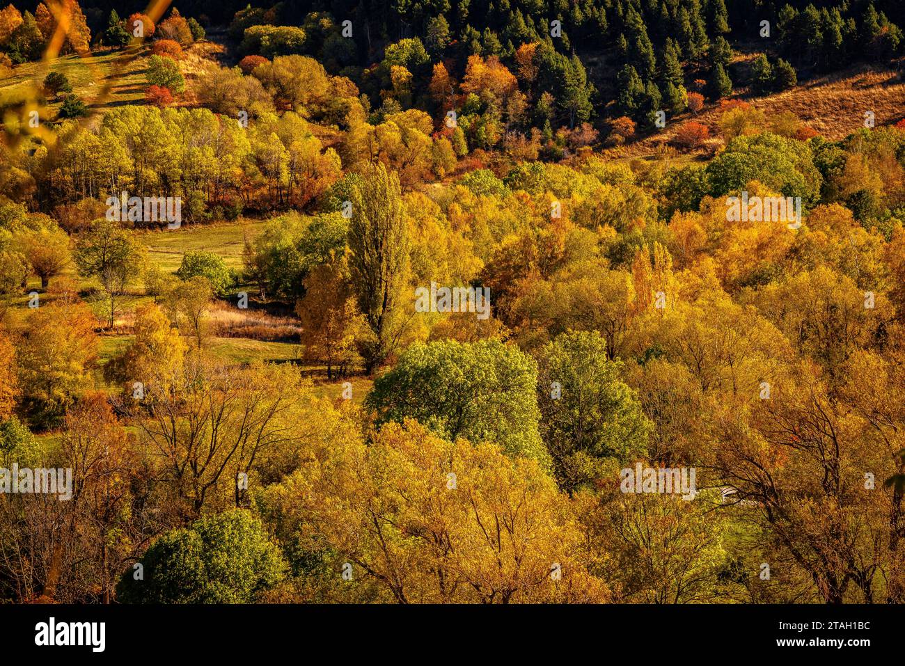 Foreste dai colori autunnali all'inizio della valle dell'Eyne (Haute Cerdagne, Pyrénées-Orientales, Occitania, Francia, Pirenei) Foto Stock