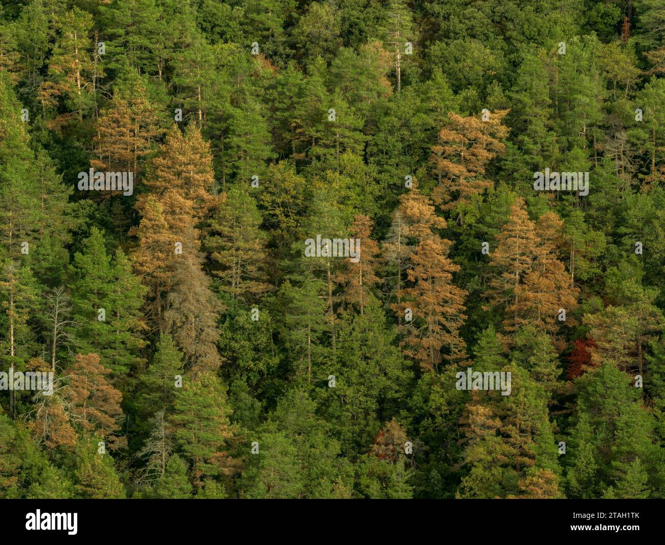 Siccità e morte di molti pini scozzesi in una foresta nel parco naturale Cadí-Moixeró (Berguedà, Catalogna, Spagna, Pirenei) Foto Stock