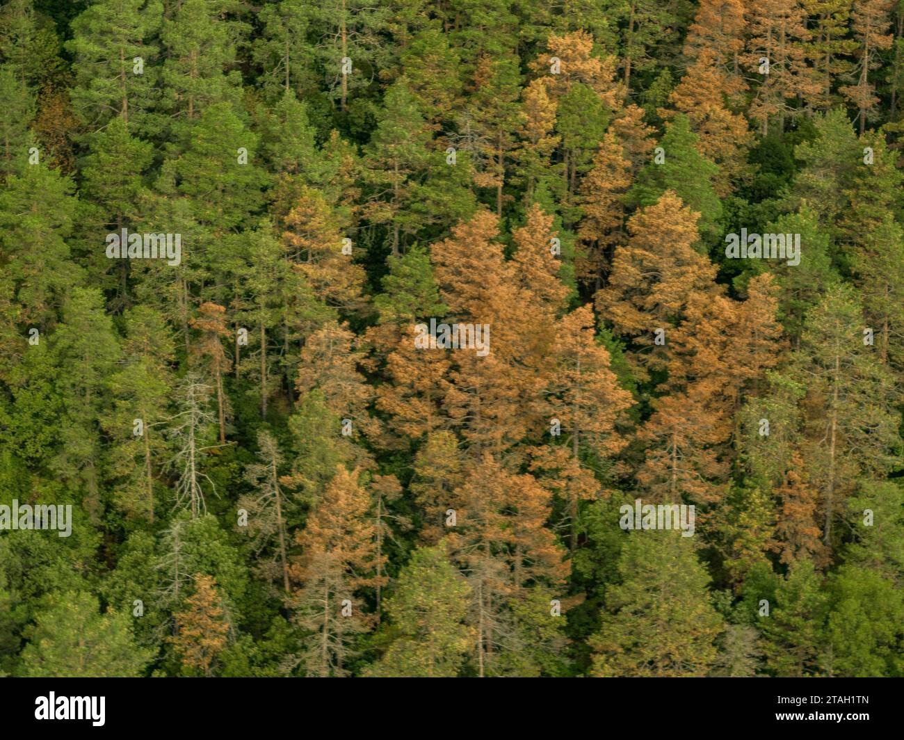 Siccità e morte di molti pini scozzesi in una foresta nel parco naturale Cadí-Moixeró (Berguedà, Catalogna, Spagna, Pirenei) Foto Stock