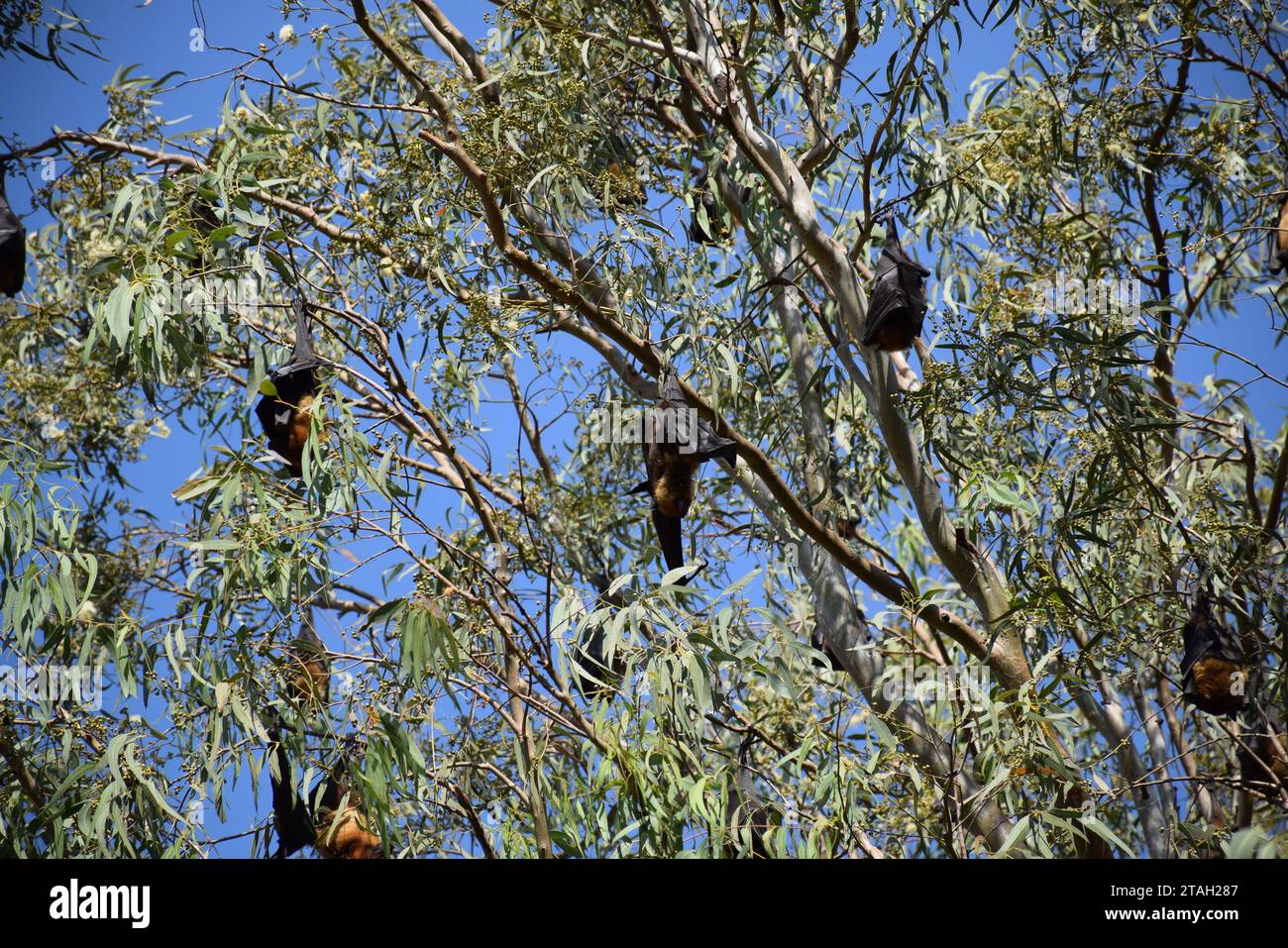 Volpi volanti indiane (anso conosciuto come Pteropus medius) appese su un albero di giorno sulla strada per Jodhpur, Rajasthan - India Foto Stock