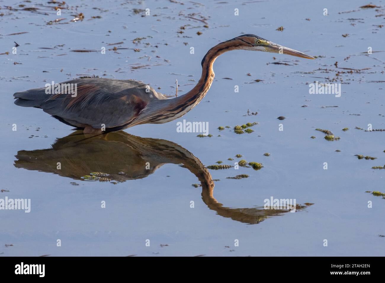 Pesce ardesia porpora (Ardea purpurea), fiume Nilo, Luxor, Egitto Foto Stock
