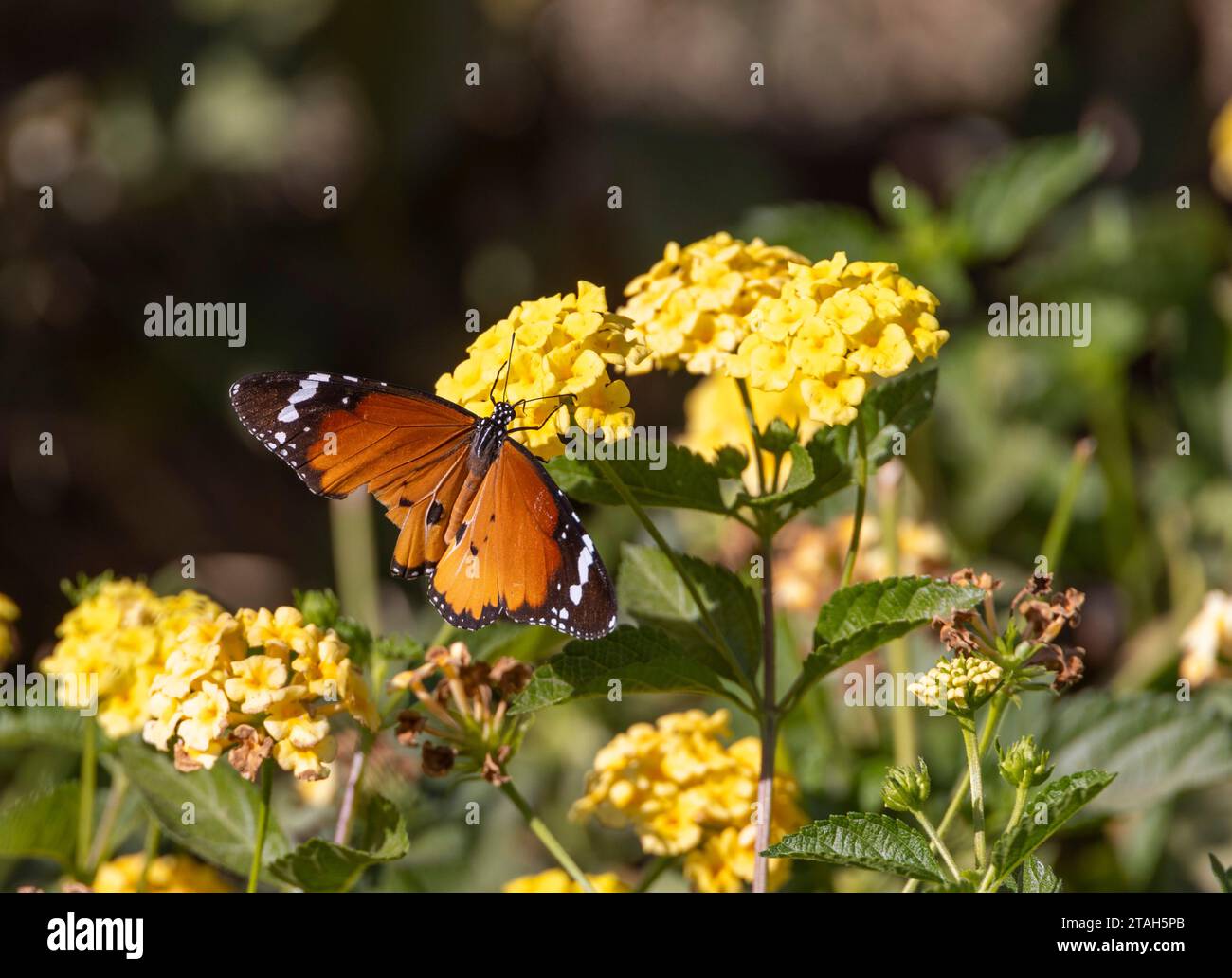 Danaus chrysippus, noto anche come la tigre semplice, regina africana, o farfalla monarca africana su fiori gialli, Luxor, Egitto Foto Stock