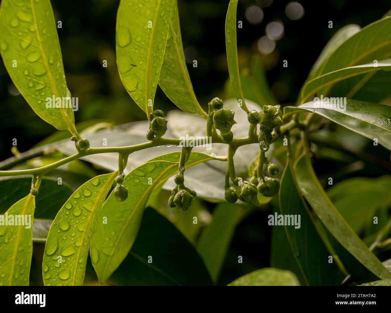 Piccoli frutti sferici di budino di cioccolato, sapote nera, Diospyros nigra, che iniziano a formarsi su ramoscelli di alberi che crescono nel Queensland, Australia. Foto Stock